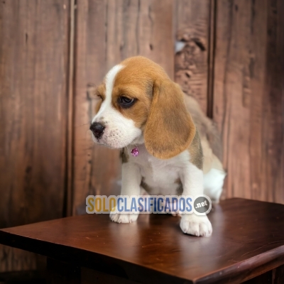 Preciosos Beagle Pocket American para ti... 