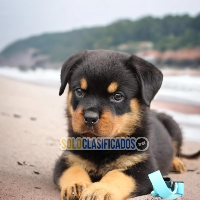 PRECIO CACHORRO  ROTTWEILER  PARA SU HOGAR... 