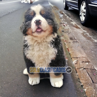 Beautiful puppies BERNESE MOUNTAIN with the best market condition... 