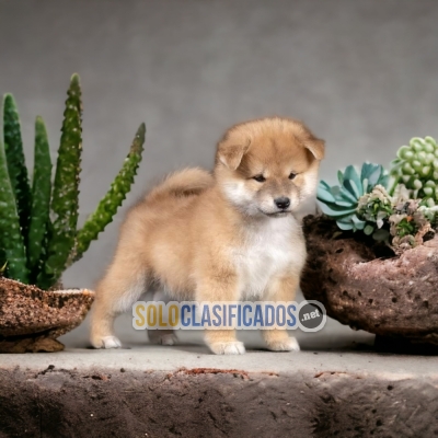 BELLOS AKITA INU JAPONÉS... 