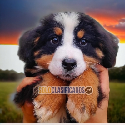 LINDO CACHORRO  BERNES DE MONTAÑA PARA SU HOGAR... 