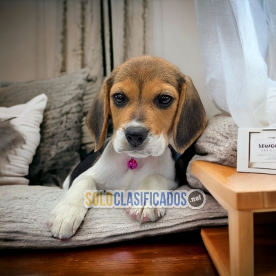 cachorro beagle harrier... 