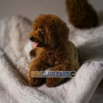 DISPONIBLES/AVAILABLE MASCOTAS/PETS FRENCH POODLE CHOCOLATE... 