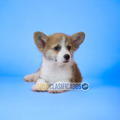 CORGY DE PEMBROKE  COMPRALO AHORA DISPONIBLE PARA TI... 