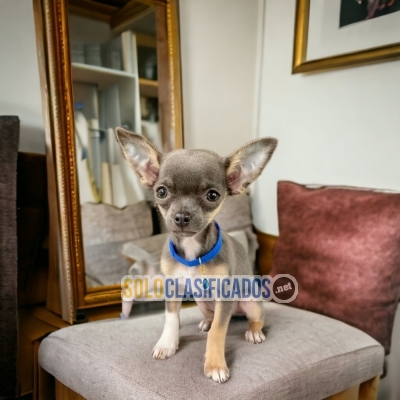 Chihuahua Elegant Puppies... 