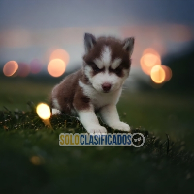 HUSKY SIBERIANO DISPONIBLE/AVAILABLE... 