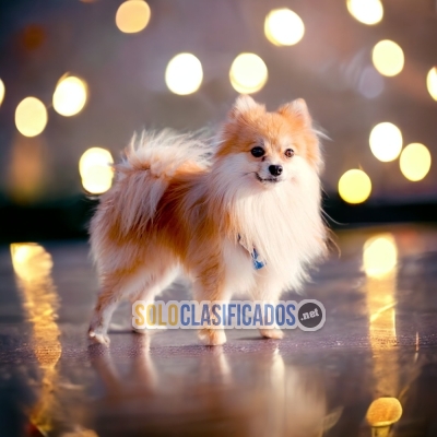 SALE OF BEUTIFUL PUPPIES OF  RACE POMERANIAN... 