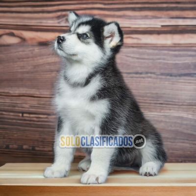 Friendly and lovely Alaskan Malamute Puppy... 