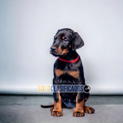 BEAUTIFUL PUPPIES DOBERMAN... 