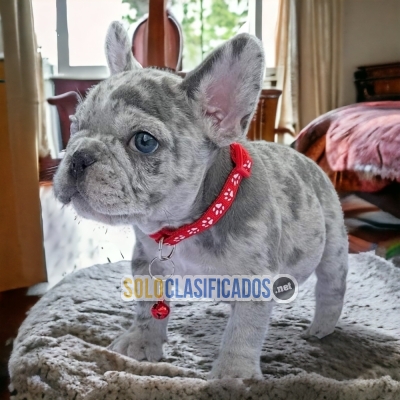 EXOTIC FRENCH BULLDOG DOGS AVAILABLE... 