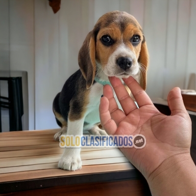 Beagle Poket Americano / Beagle Poket Americano here Here... 