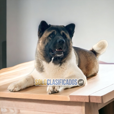 AMERICAN AKITA DOGS AVAILABLE... 