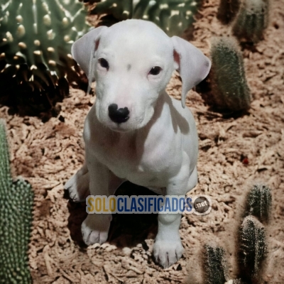 Preciosos Cachorros  Dogo Argentino... 