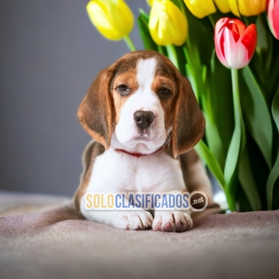 BEAGLE POKET AMERICANO AVAILABLIE NORTH CAROLINA... 