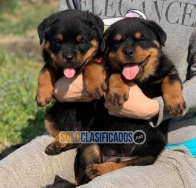 Cachorro rottweiler en venta registrados y vacunadosWhatsapp : +1... 