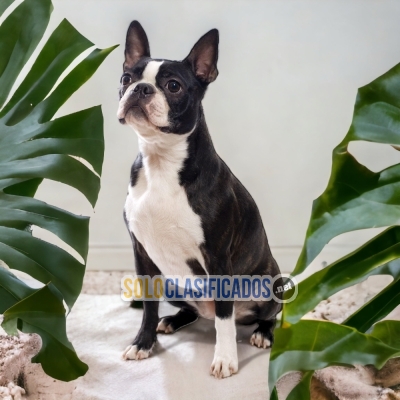 BOSTON TERRIER  HAPPINESS FOR YOUR HOME... 