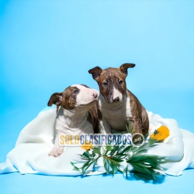 Bull Terrier Adorables y Hermosos Cachorros... 