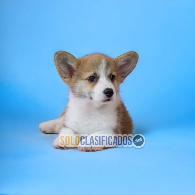 BELLO CACHORRO CORGI DE PEMBROKE... 