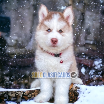 Precioso Alaskan Malamute... 