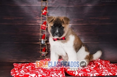 Hermoso Akita americano  para aser más felices tus días... 