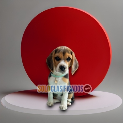 BEAGLE AMERICAN POCKET... 