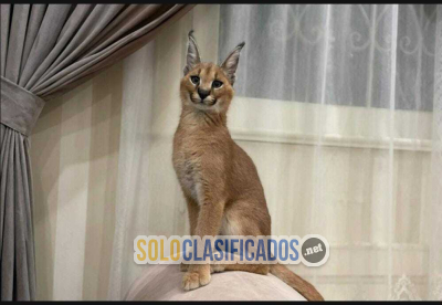 Solo Clasificados - Hermosos gatitos caracal disponibles Buscamos un comprador serio plenamente consciente de las necesidades específicas de esta especie y capaz de prop - imagen: 1