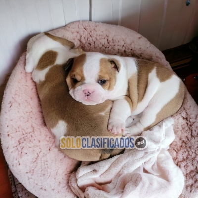 Normal English Bulldog Wonderful and Fine Puppies... 