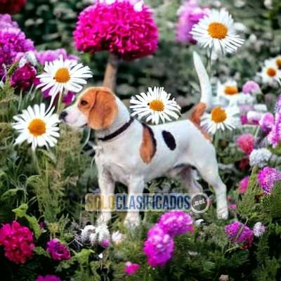 Estupendos Cachorros Beagle Harrier... 