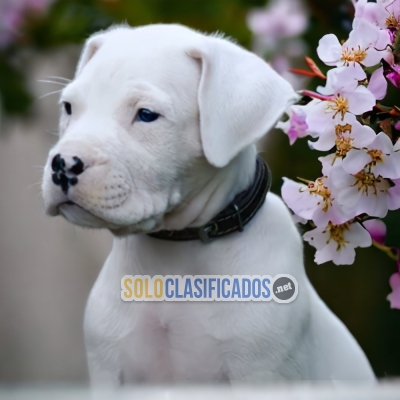 BBEAUTIFUL DOGO ARGENTINO PUPPY FOR SALE... 