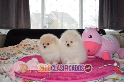 Preciosos cachorros pomerania para tu hogar... 