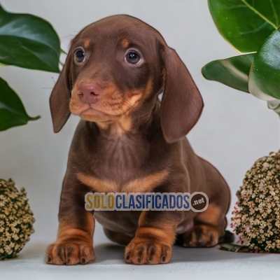 DACHSHUND CHOCOLATE               IT WILL BE YOUR BEST COMPANY FR... 