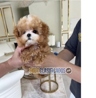 1 cachorros Teacup Maltipoo 1 hembra y un macho... 