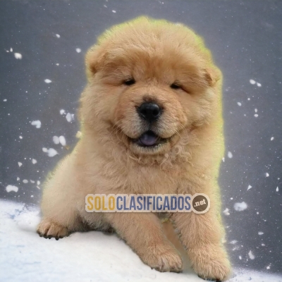 CHOW CHOW... 