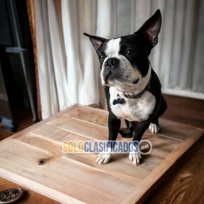 2TIERNO BOSTON TERRIER DISPONIBLE EN NORT CAROLINA... 