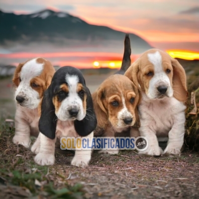 Basset Hound Fantastic Puppies Waiting for You... 