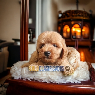 French Poodle Apricot Lindos Cachorros... 