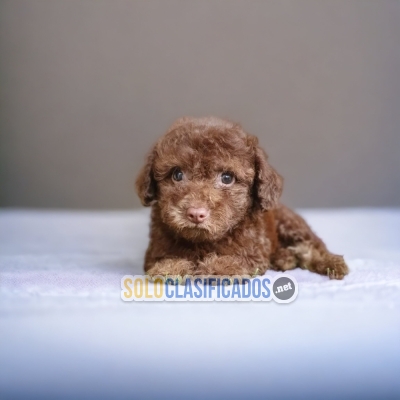 HERMOSO FRENCH POODLE CHOCOLATE... 