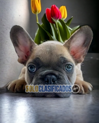 Hermosos y Adorables cachorro Bulldog Frances... 