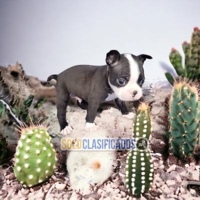 DULCES CACHORROS BOSTON TERRIER... 