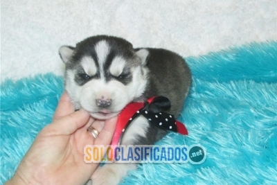 Cachorros Husky Husky para tu hogarsar h... 