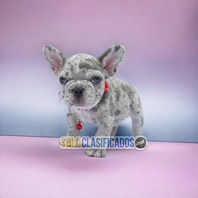 Beautiful puppies available: Exotic French Bulldog... 