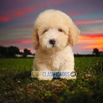 Marvelous normal French Poodle puppies for your home... 