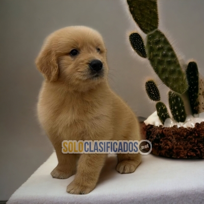 GOLDEN RETRIEVIER    MORE THAN A FRIEND IS FAMILY TO YOU... 