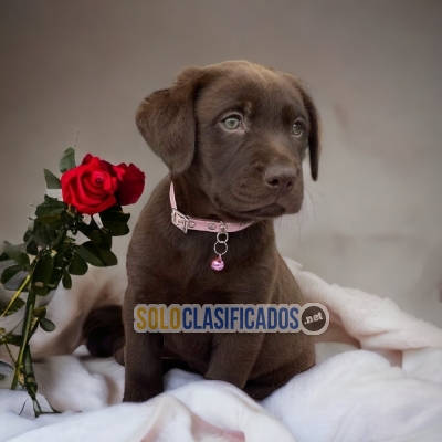 Hermosos perros Labrador Retrievier... 