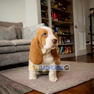 Beautiful puppies available BASSET HOUND... 