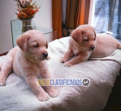 Preciosos cachorros de Labrador Retriever... 
