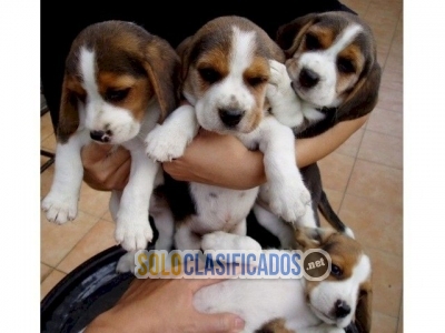 Venta de perritos beagle bebes de 4 meses Whatsapp : +1 (510) 842... 