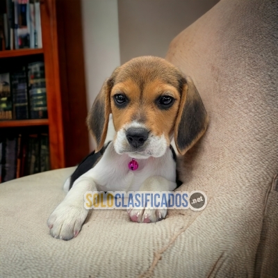 Beagle Harrier beautiful puppies... 