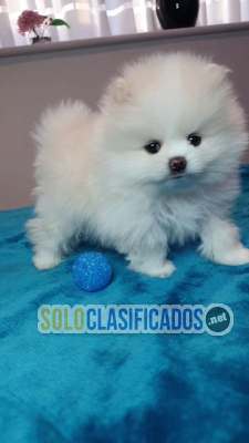 Solo Clasificados - Pomerania 