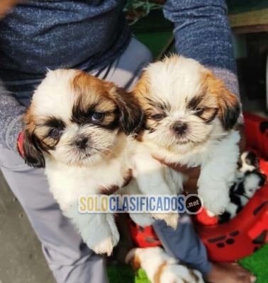 Cute shih tzu puppies mini albino para adoptar Whatsapp : +1 (510... 